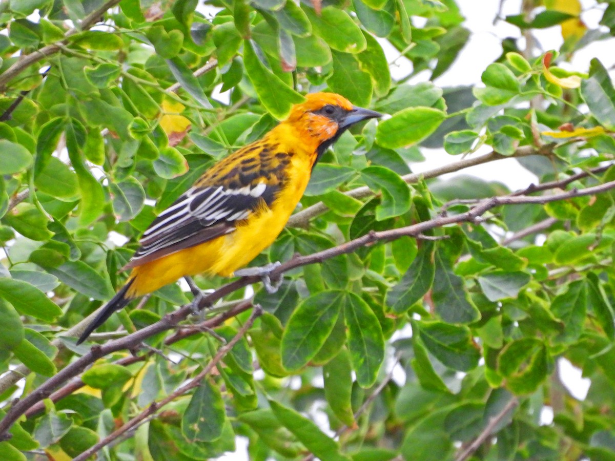 Streak-backed Oriole - ML623390899