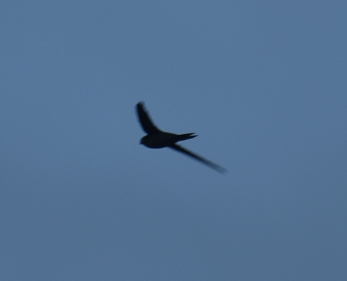 Vencejo Común - ML623390935