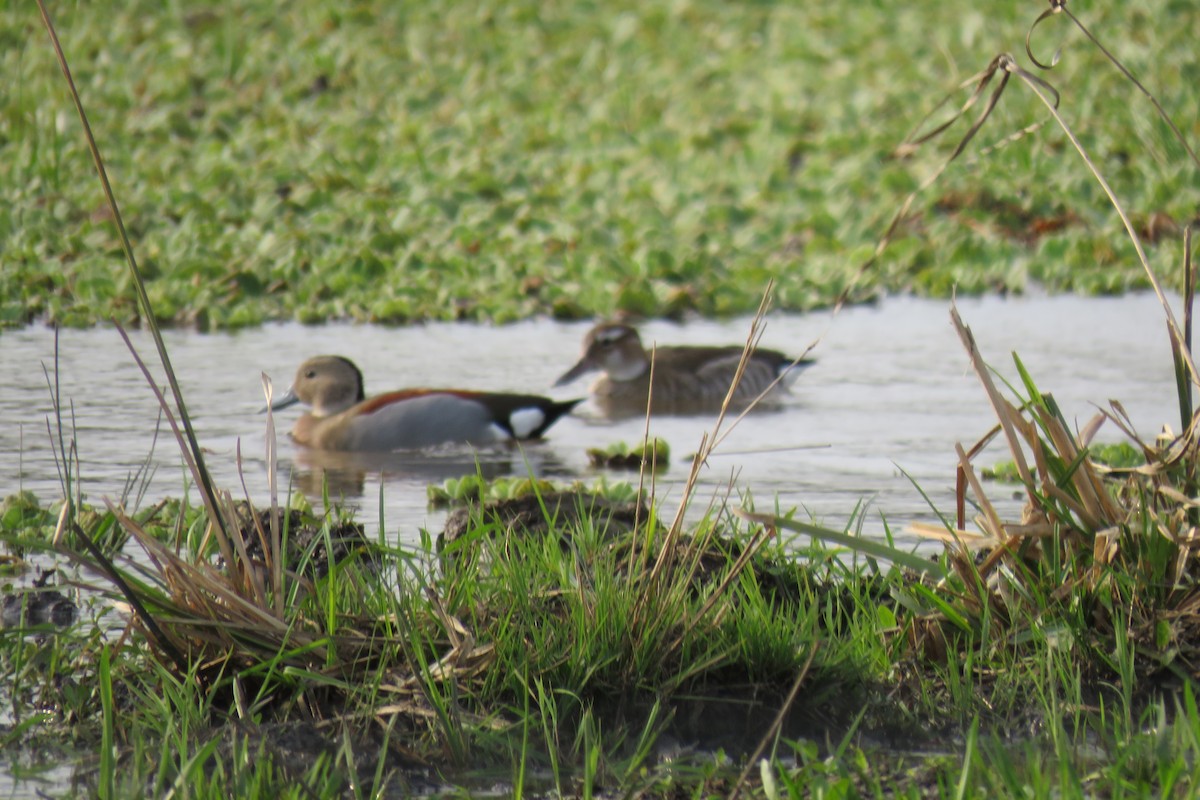 Ringed Teal - ML623390978