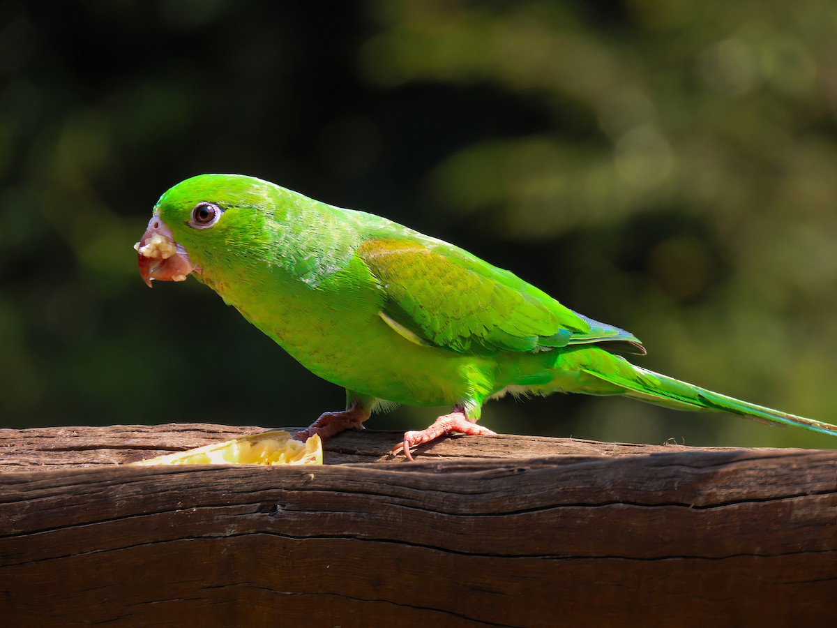 Plain Parakeet - ML623390980