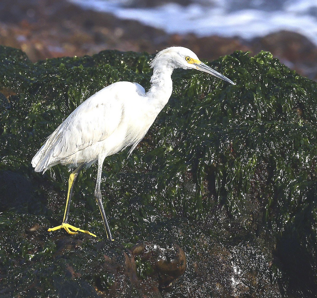 Snowy Egret - ML623390981