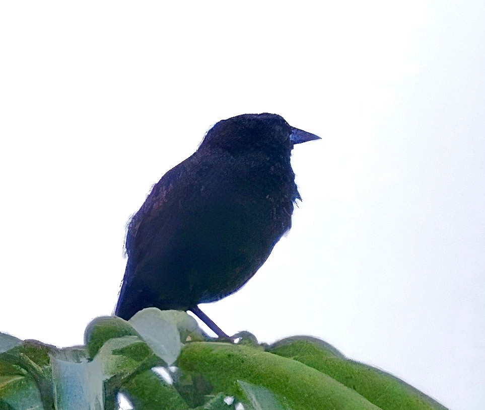 Scrub Blackbird - ML623390996