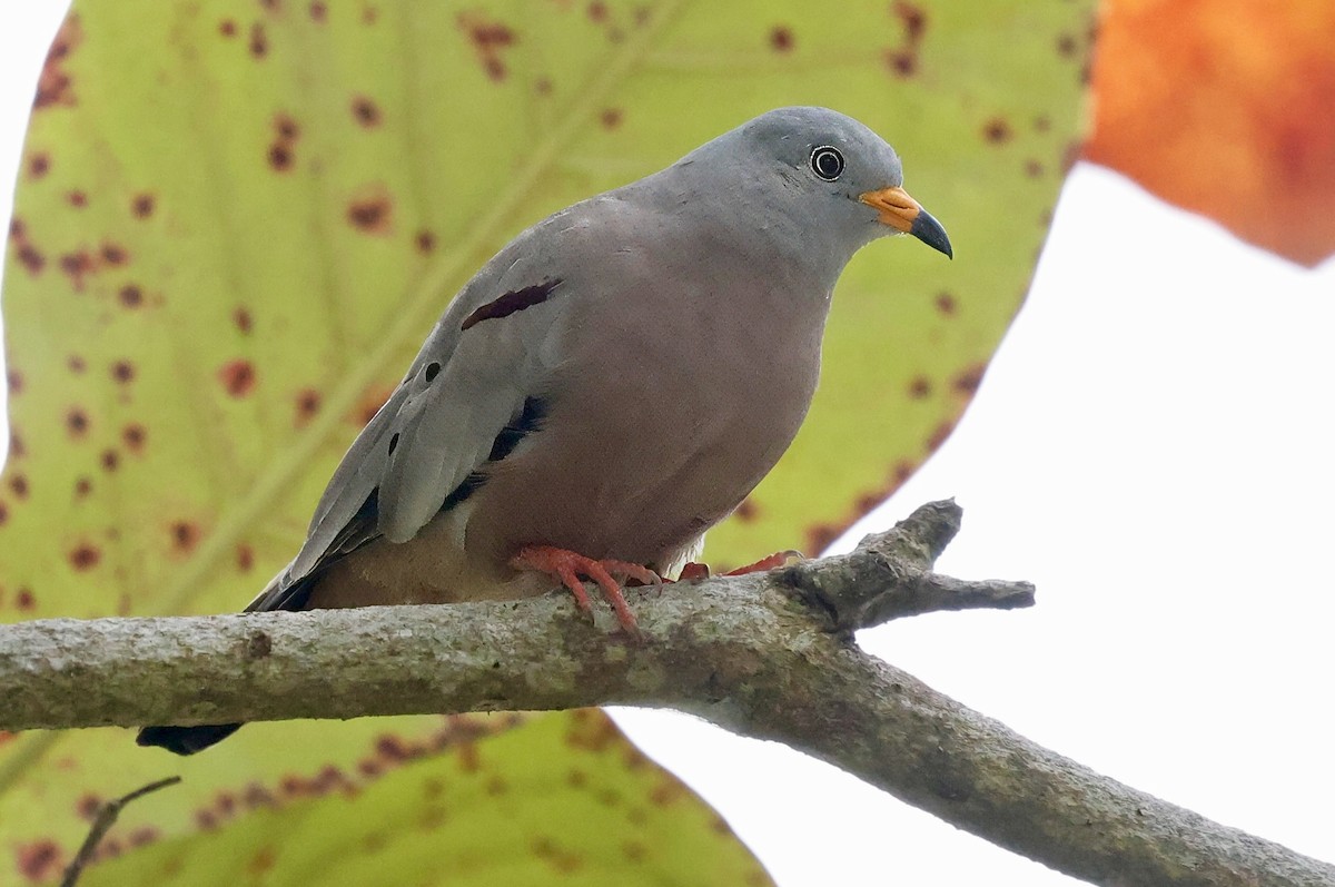 Colombe à bec jaune - ML623390998