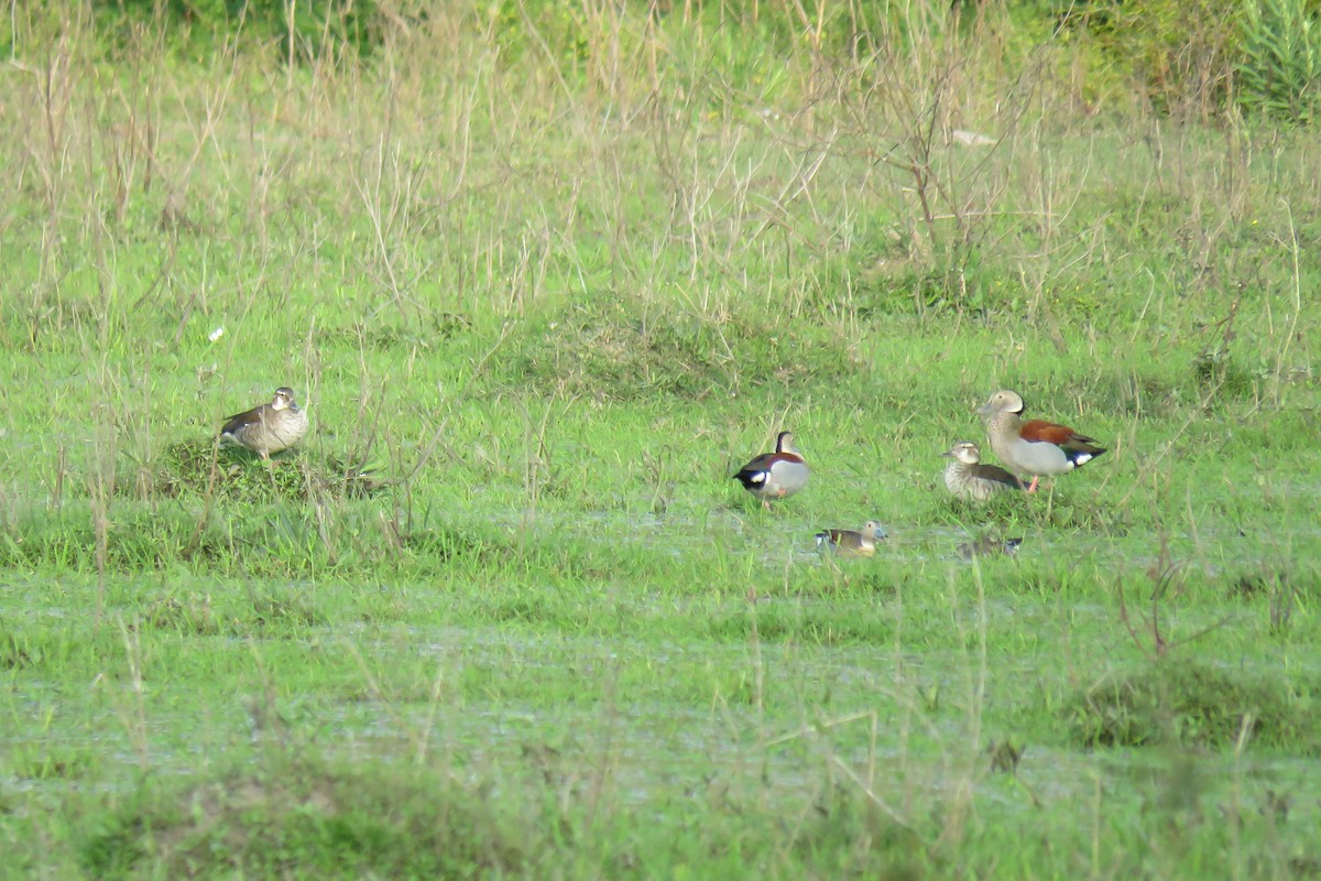 Ringed Teal - ML623391006