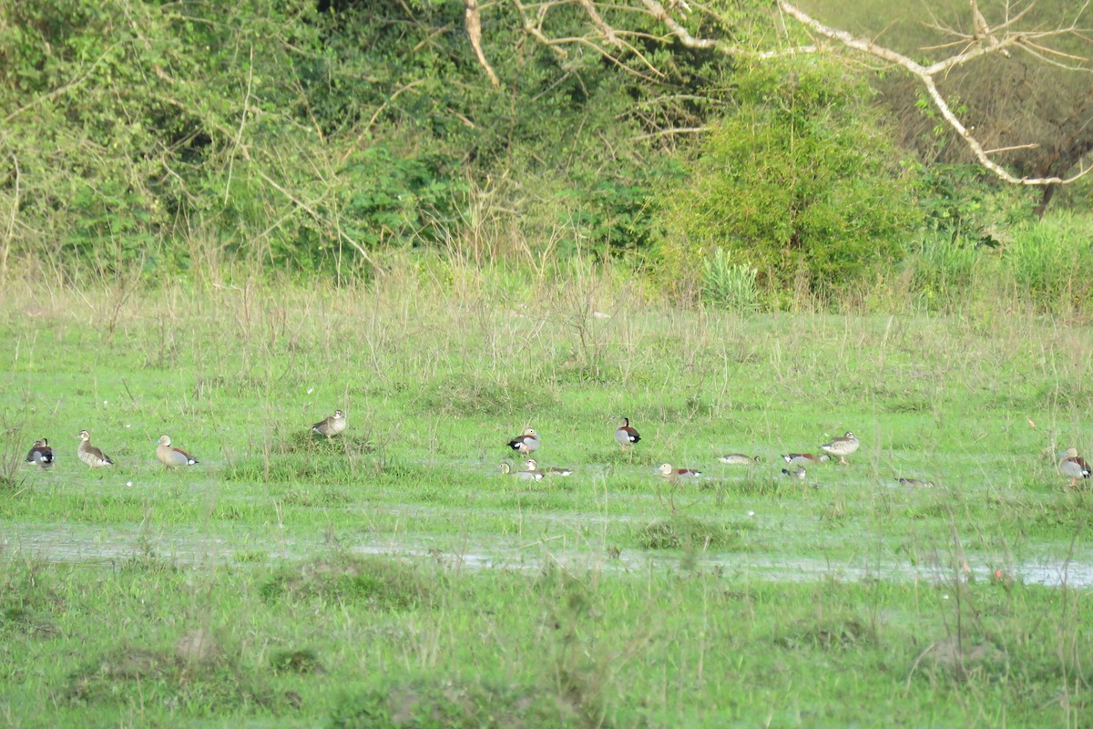 Ringed Teal - ML623391007