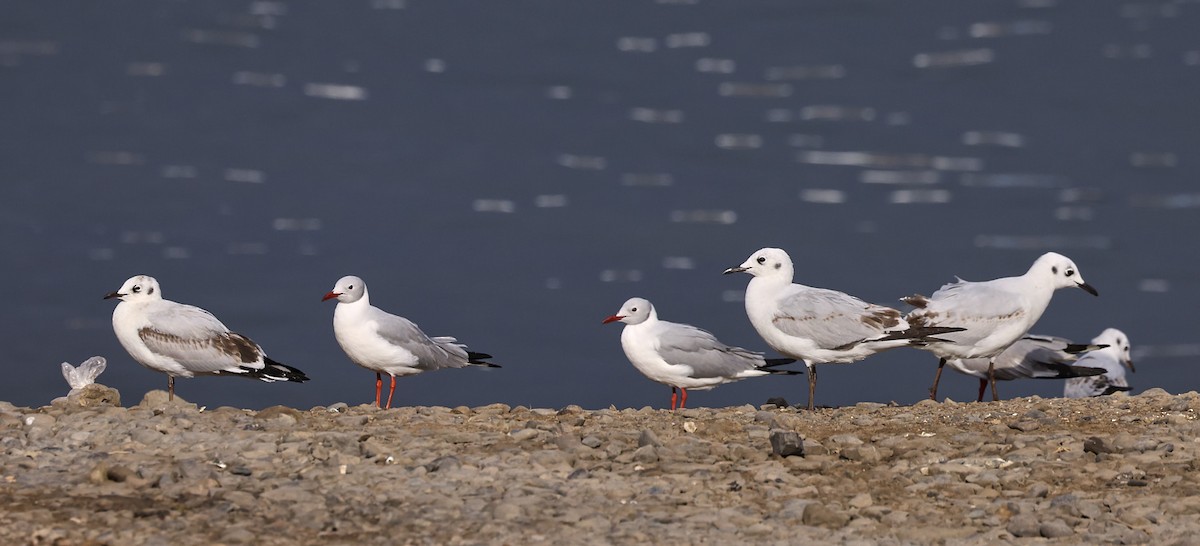 Andean Gull - ML623391210