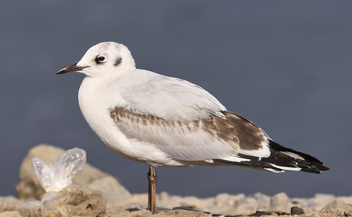 Andean Gull - ML623391214