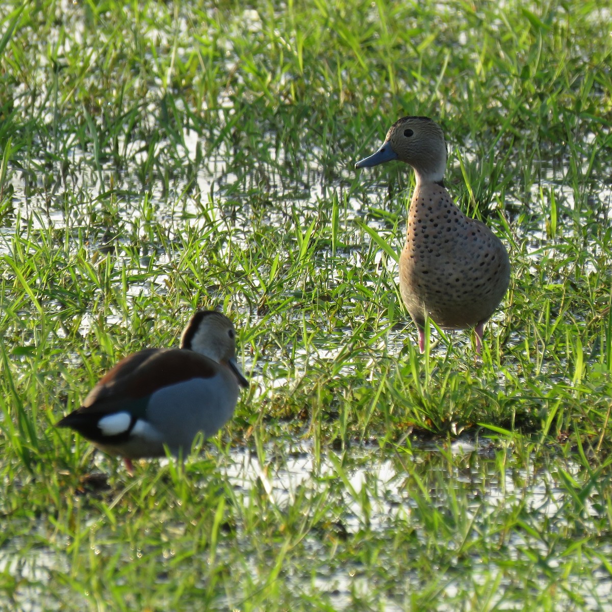 Ringed Teal - ML623391219