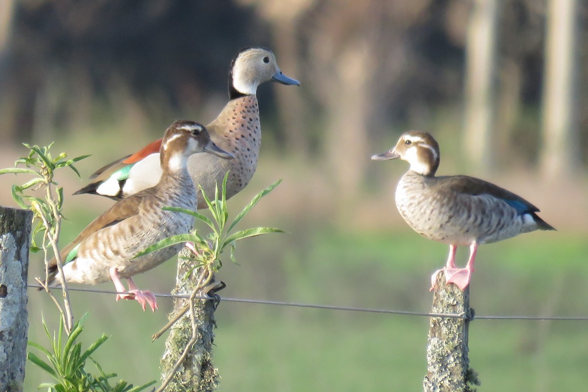 Ringed Teal - ML623391220