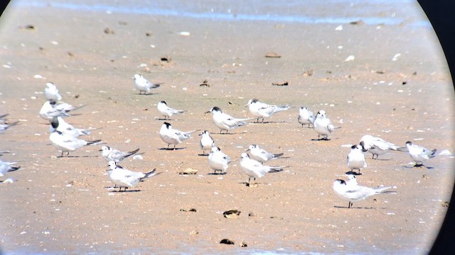 White-winged Tern - ML623391223