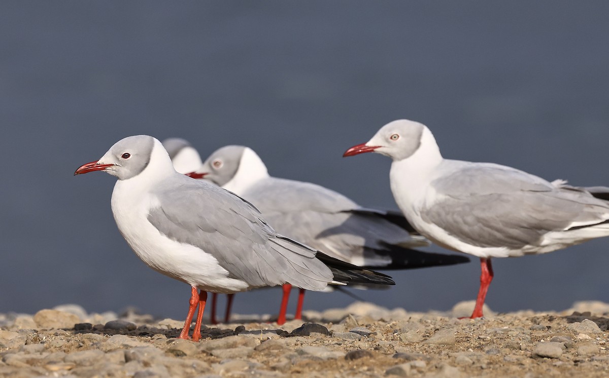 Gray-hooded Gull - ML623391229