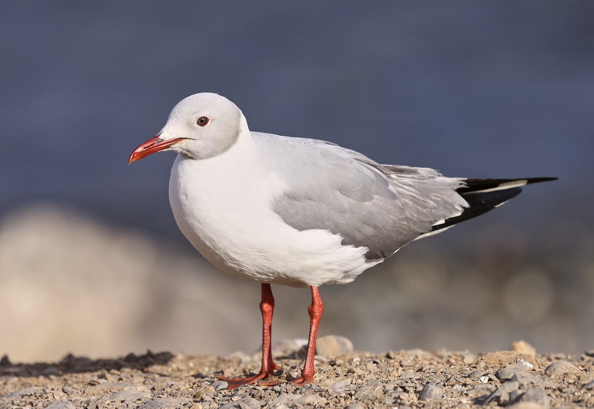 Gray-hooded Gull - ML623391232