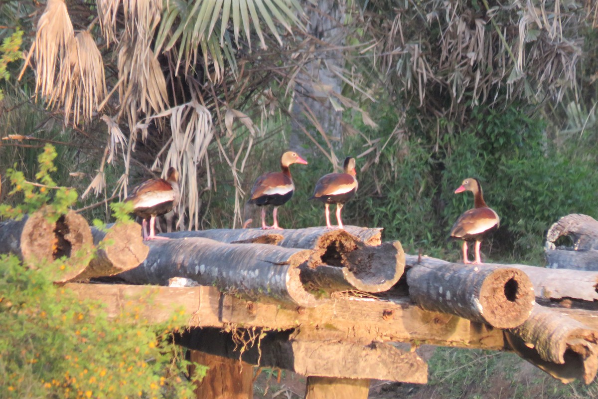 Black-bellied Whistling-Duck - ML623391241