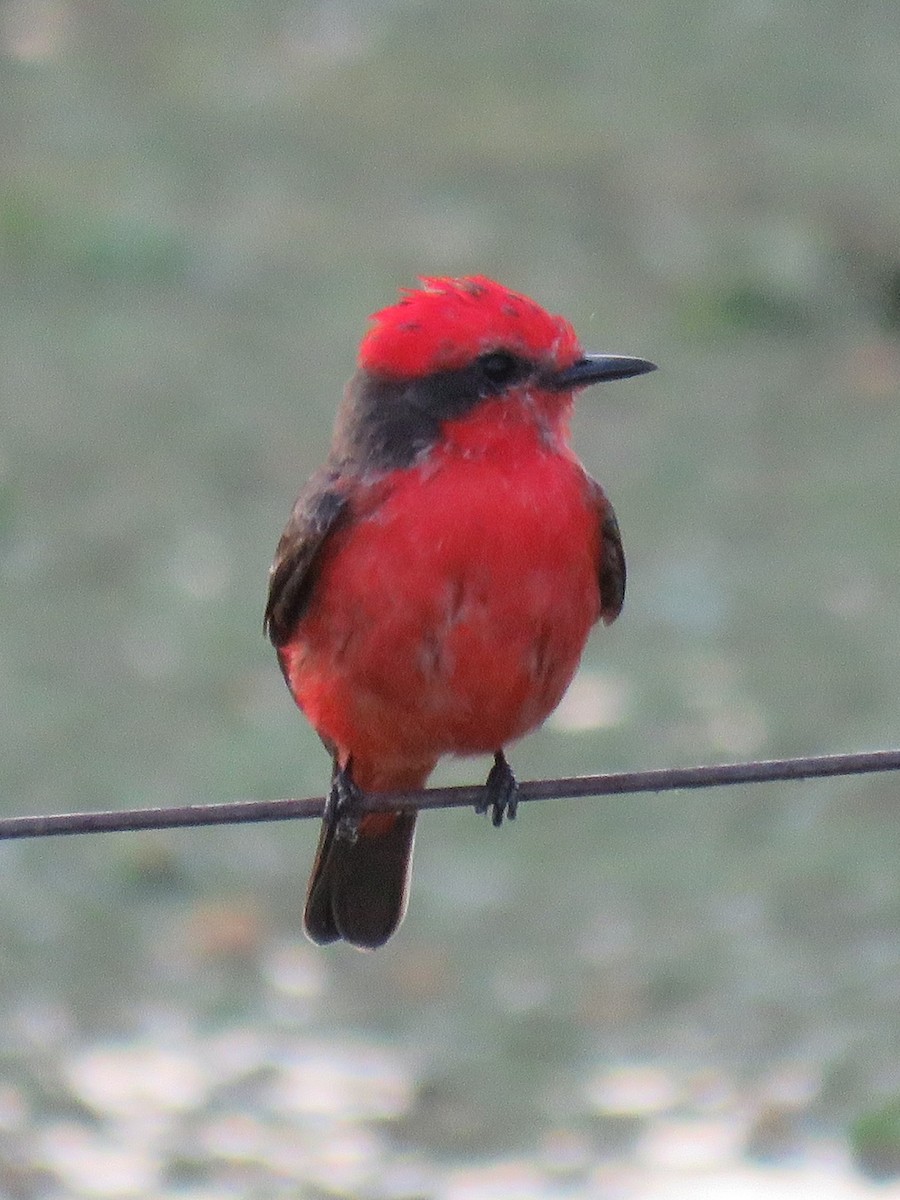 Vermilion Flycatcher - ML623391246