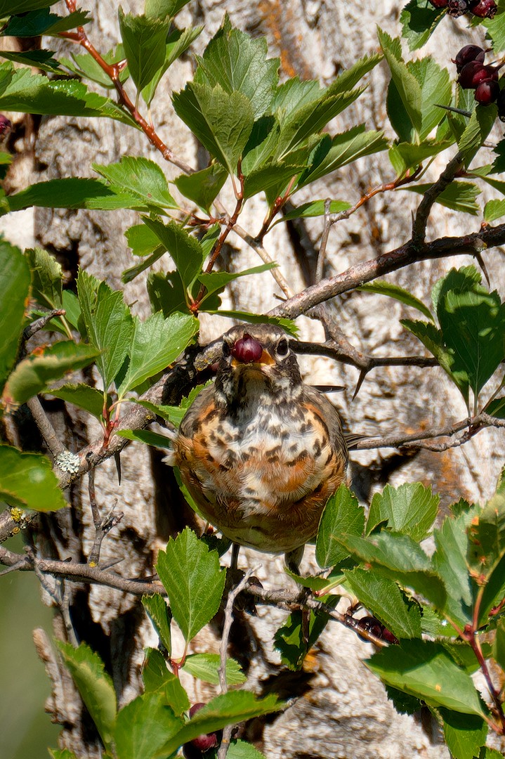 American Robin - ML623391247