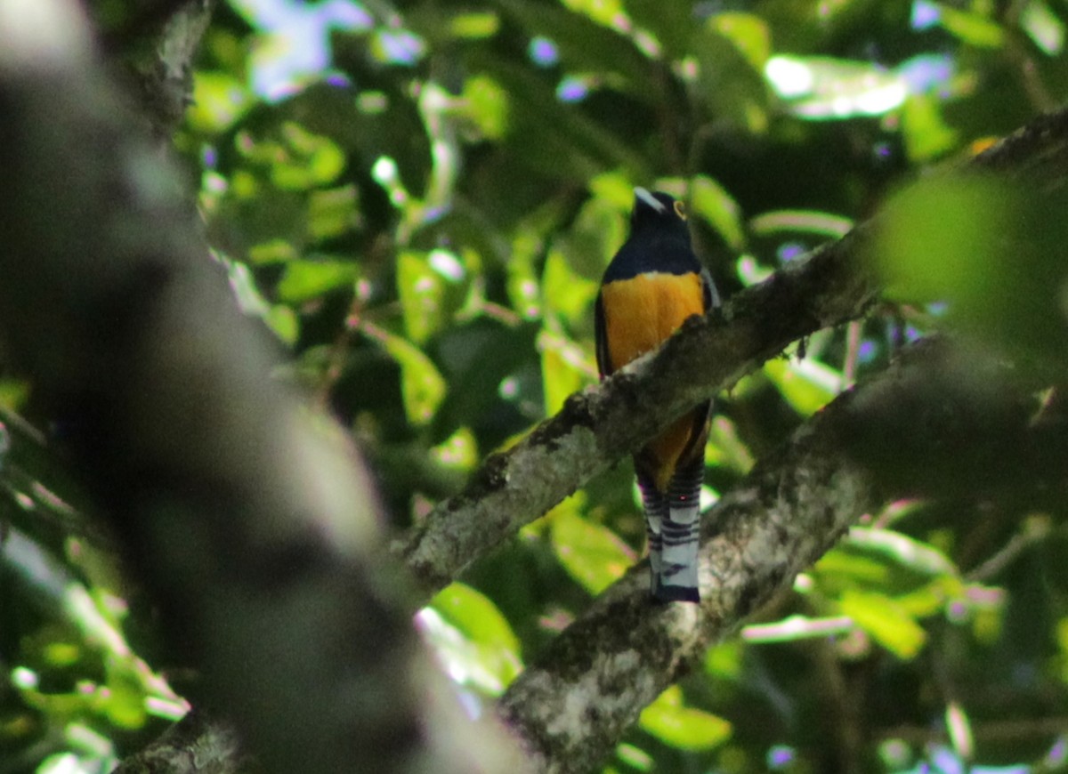 Gartered Trogon - Sophia Sperduto