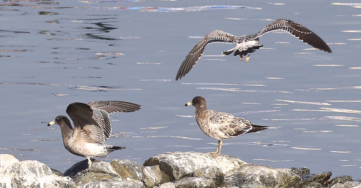 Belcher's Gull - ML623391256