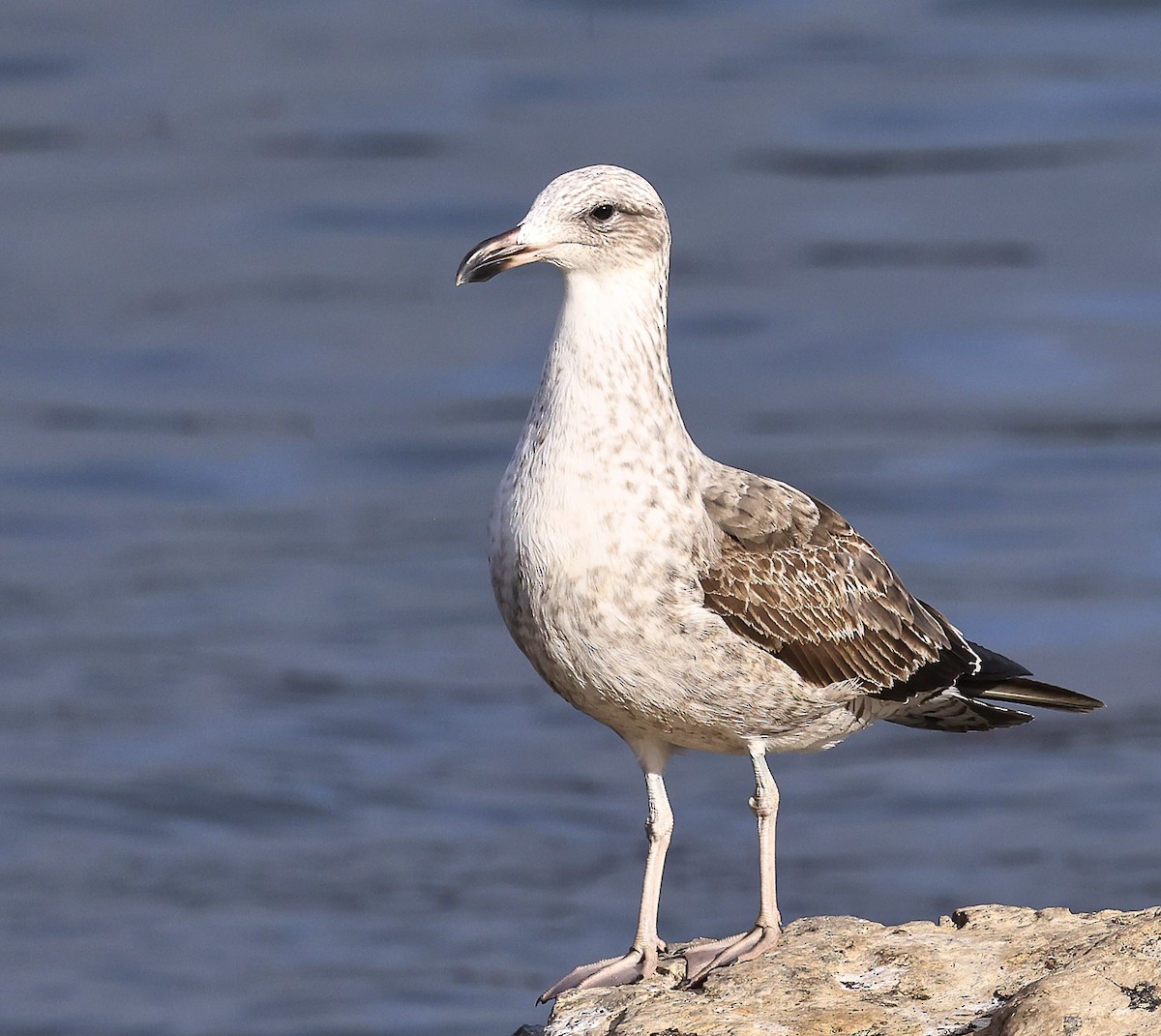 Kelp Gull - ML623391258