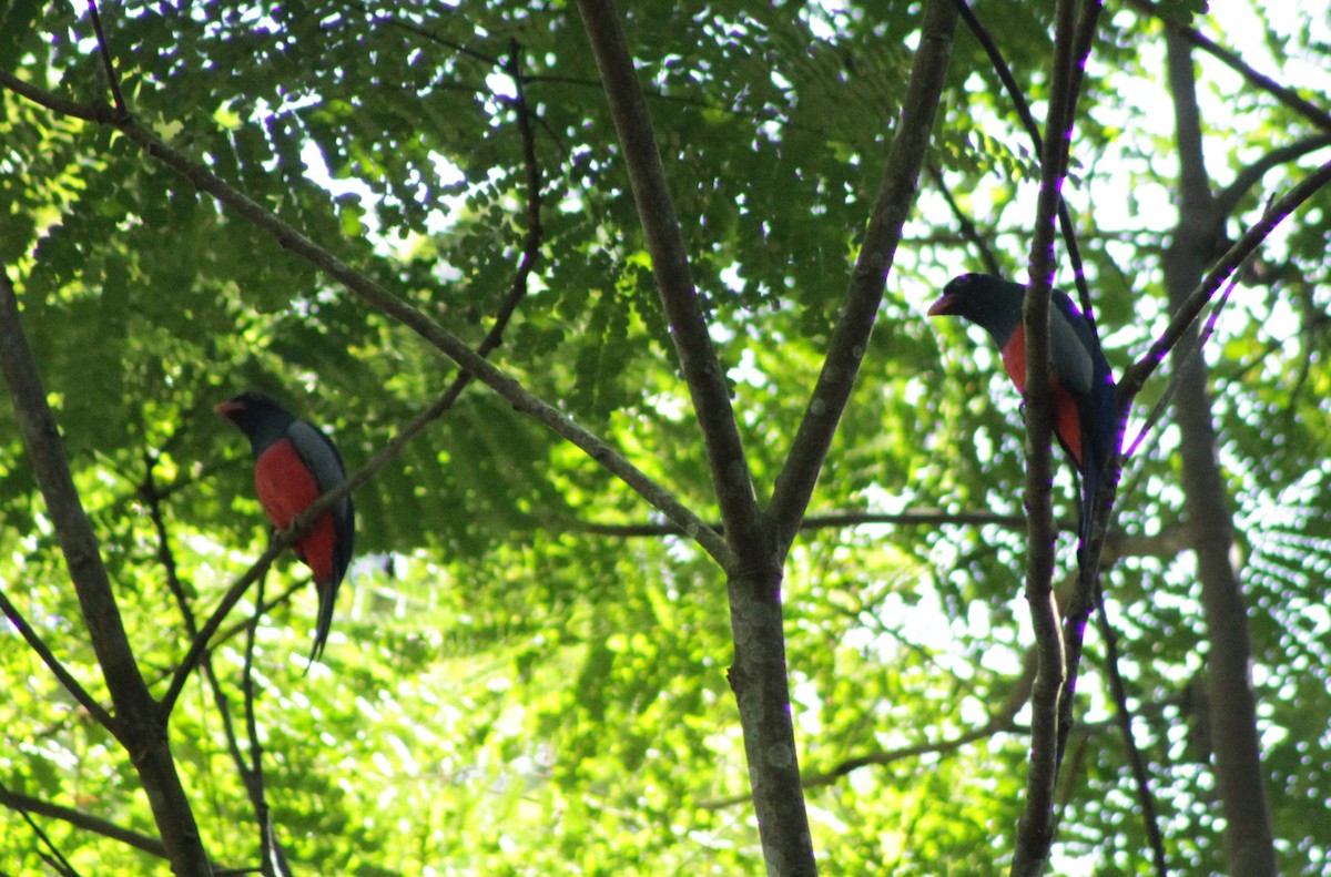 Slaty-tailed Trogon - ML623391262