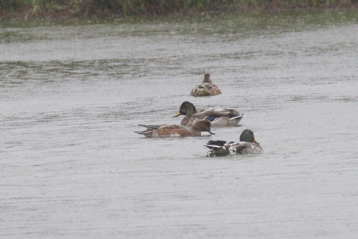 Eurasian Wigeon - ML623391287