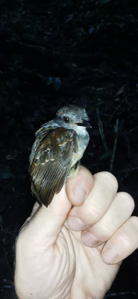 Ash-throated Gnateater - ML623391297