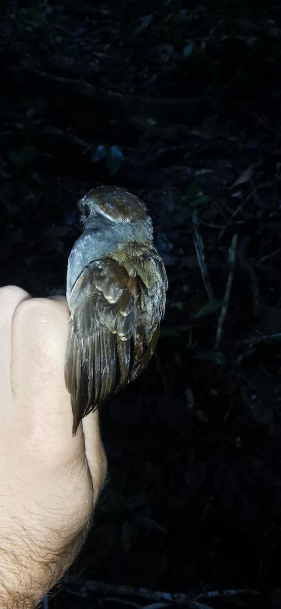 Ash-throated Gnateater - ML623391298