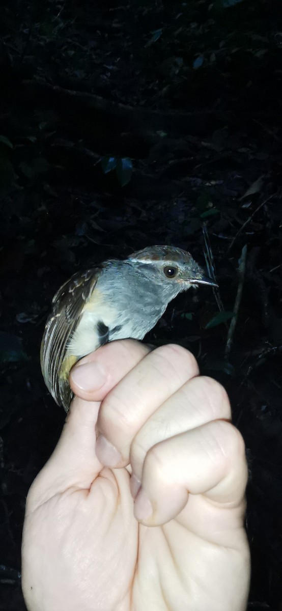 Ash-throated Gnateater - ML623391299