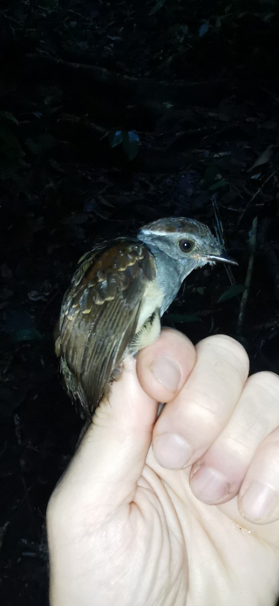 Ash-throated Gnateater - ML623391300