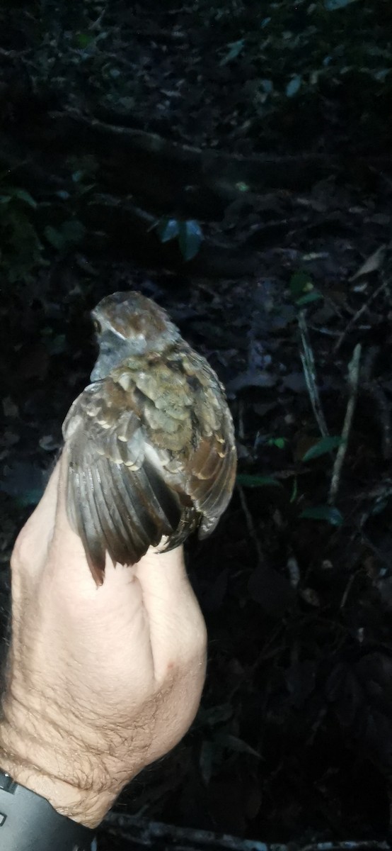 Ash-throated Gnateater - ML623391301