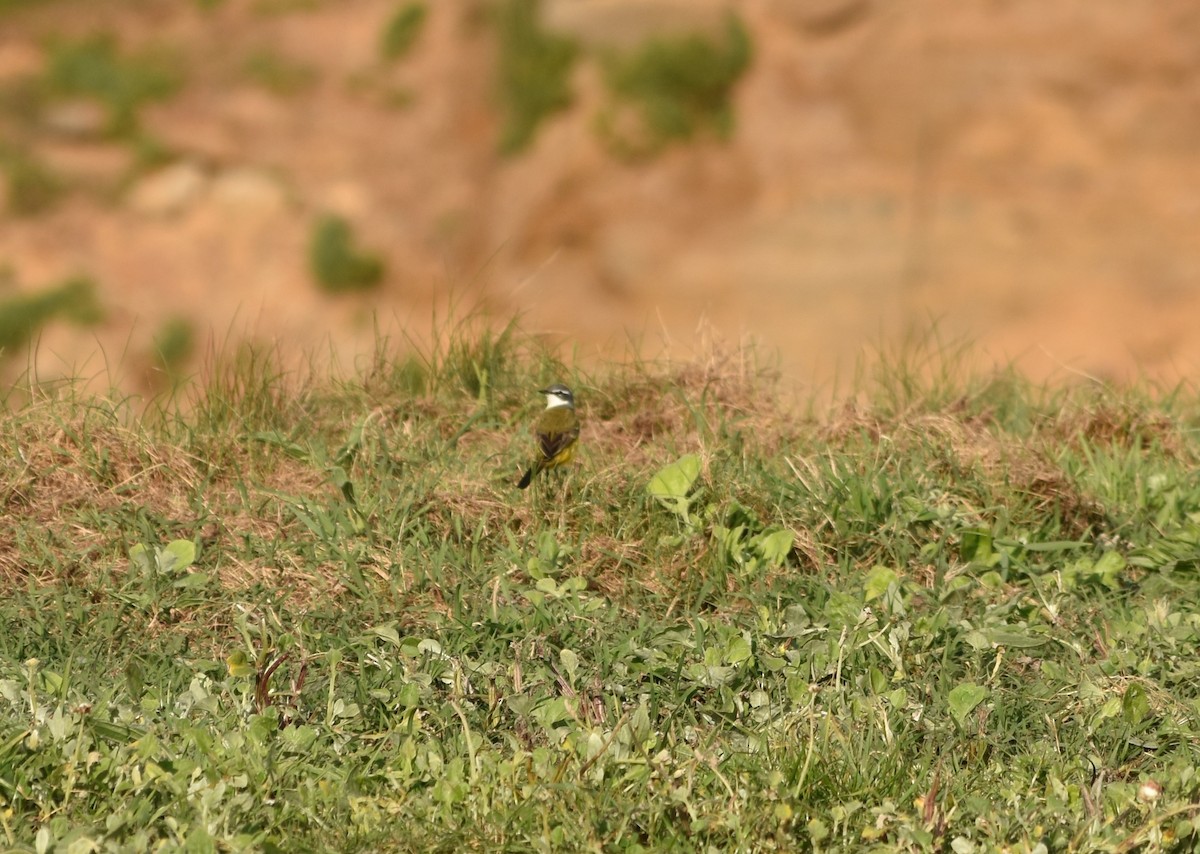 Western Yellow Wagtail - ML623391338