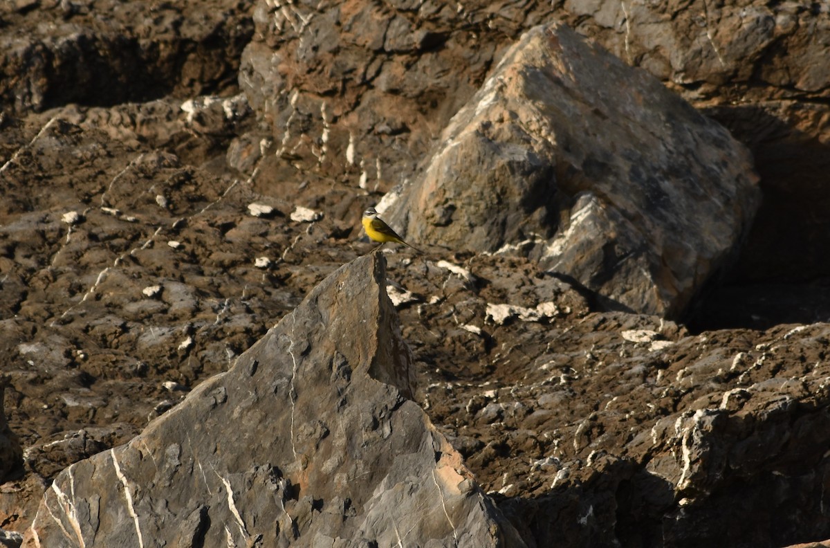 Western Yellow Wagtail - ML623391339