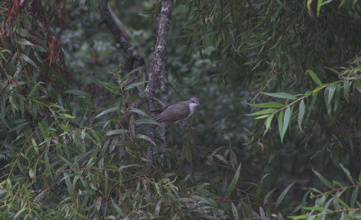 Yellow-billed Cuckoo - ML623391377