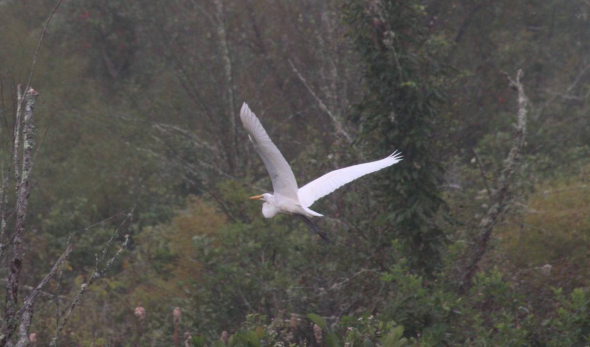 Great Egret - ML623391398