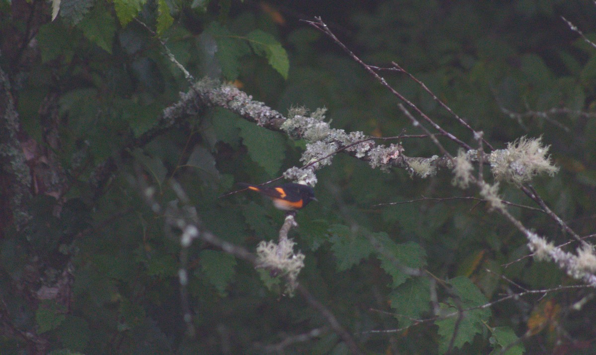 American Redstart - ML623391401