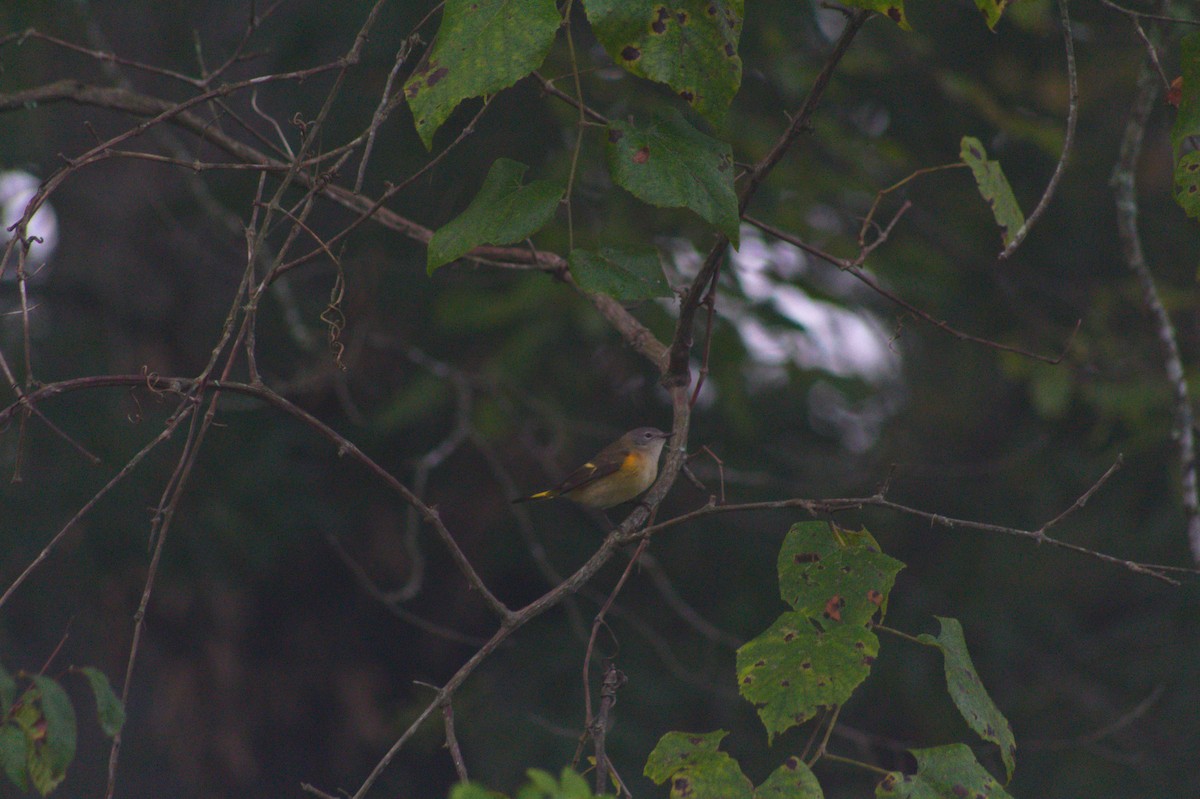 American Redstart - ML623391402