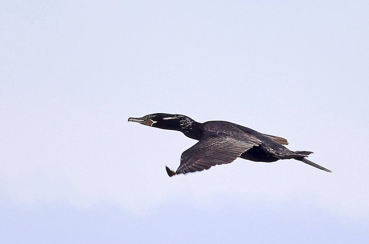 Neotropic Cormorant - ML623391406