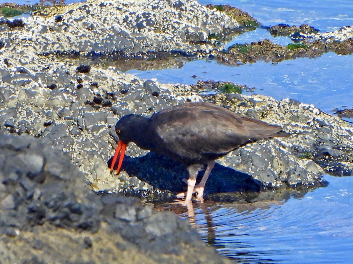 Black Oystercatcher - ML623391412