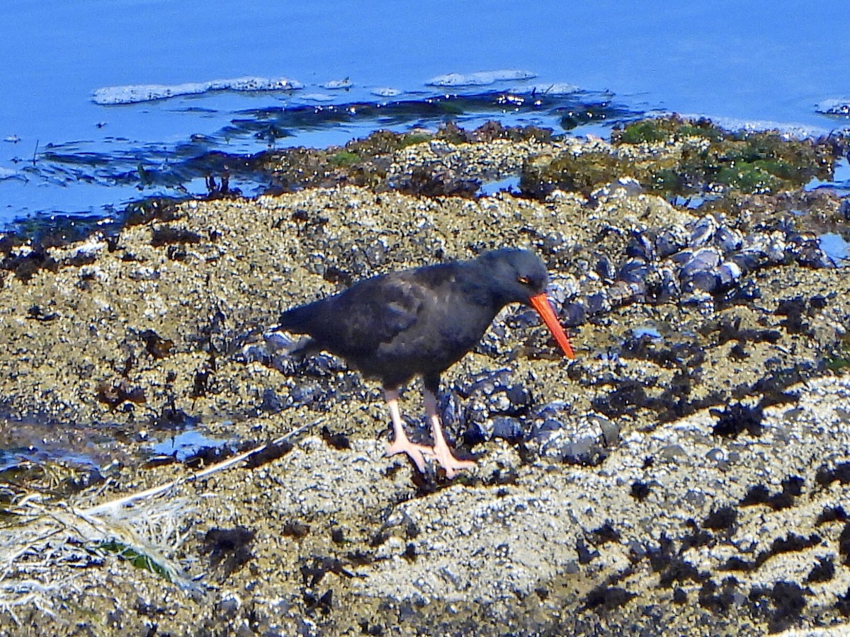 Black Oystercatcher - ML623391413