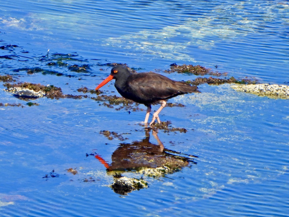 Black Oystercatcher - ML623391414