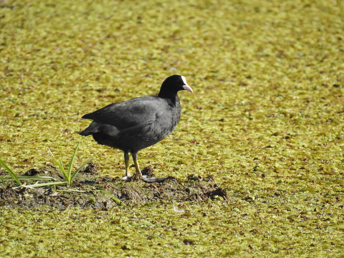 Eurasian Coot - Sheikh Riyaz