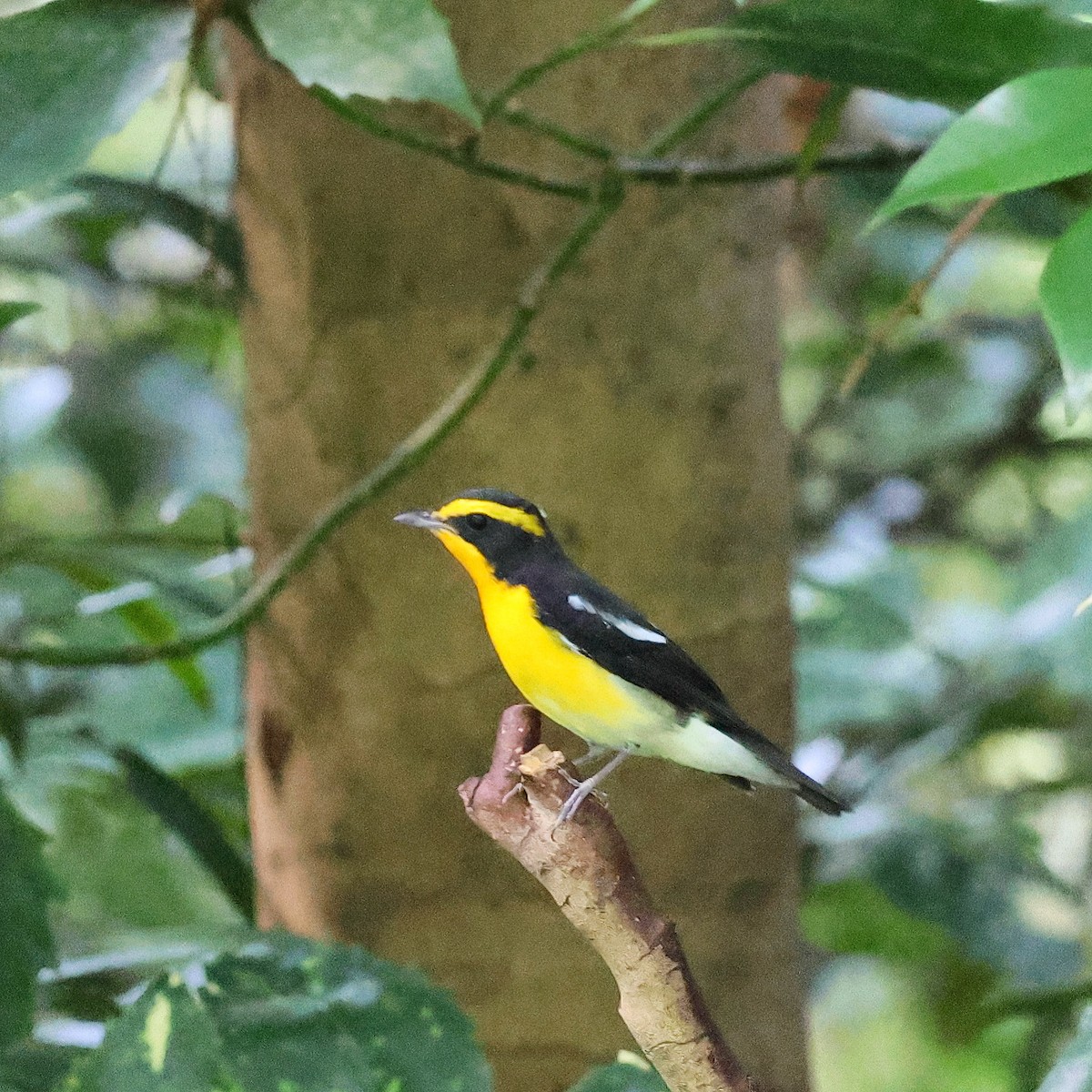 Narcissus Flycatcher - ML623391421