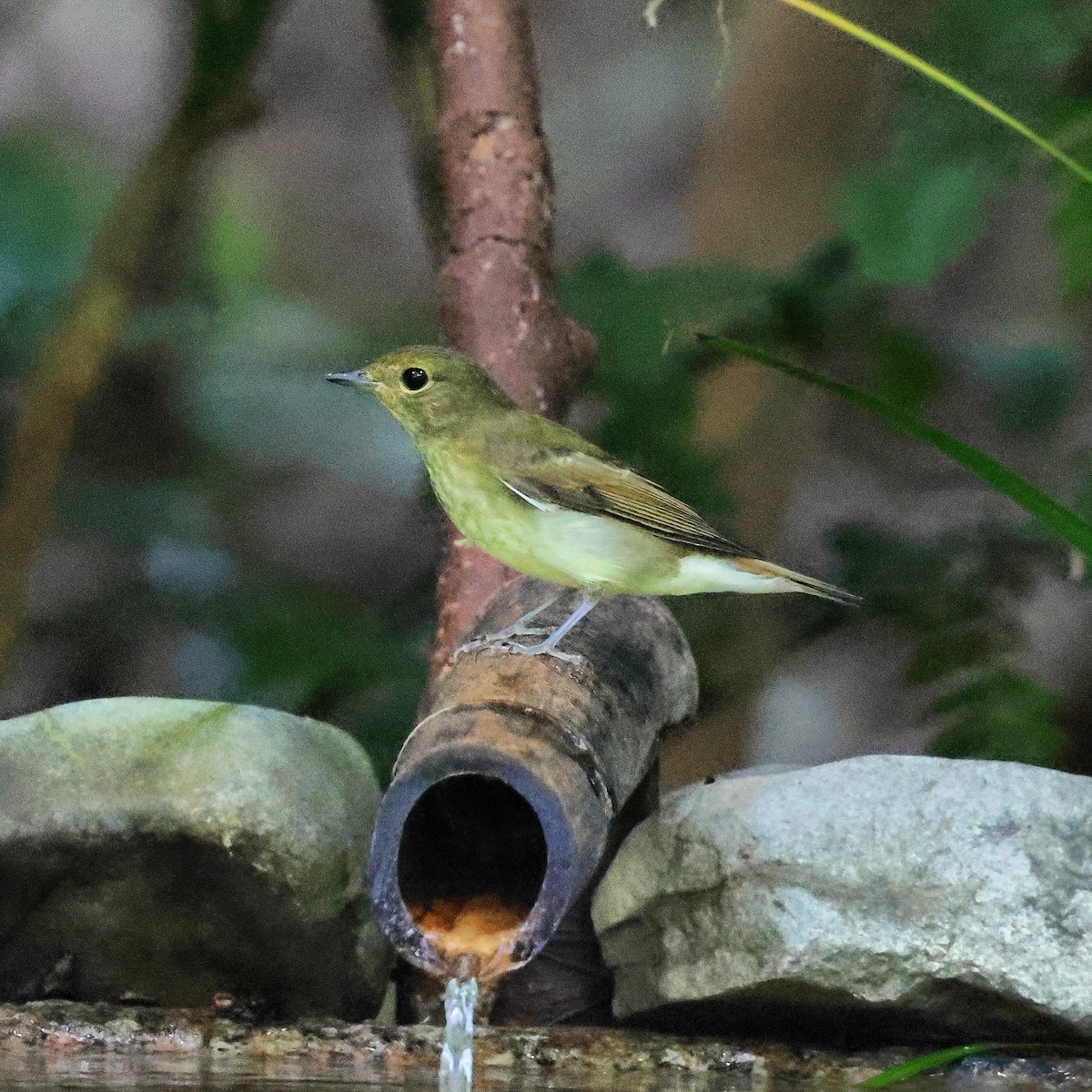 Narcissus Flycatcher - ML623391422