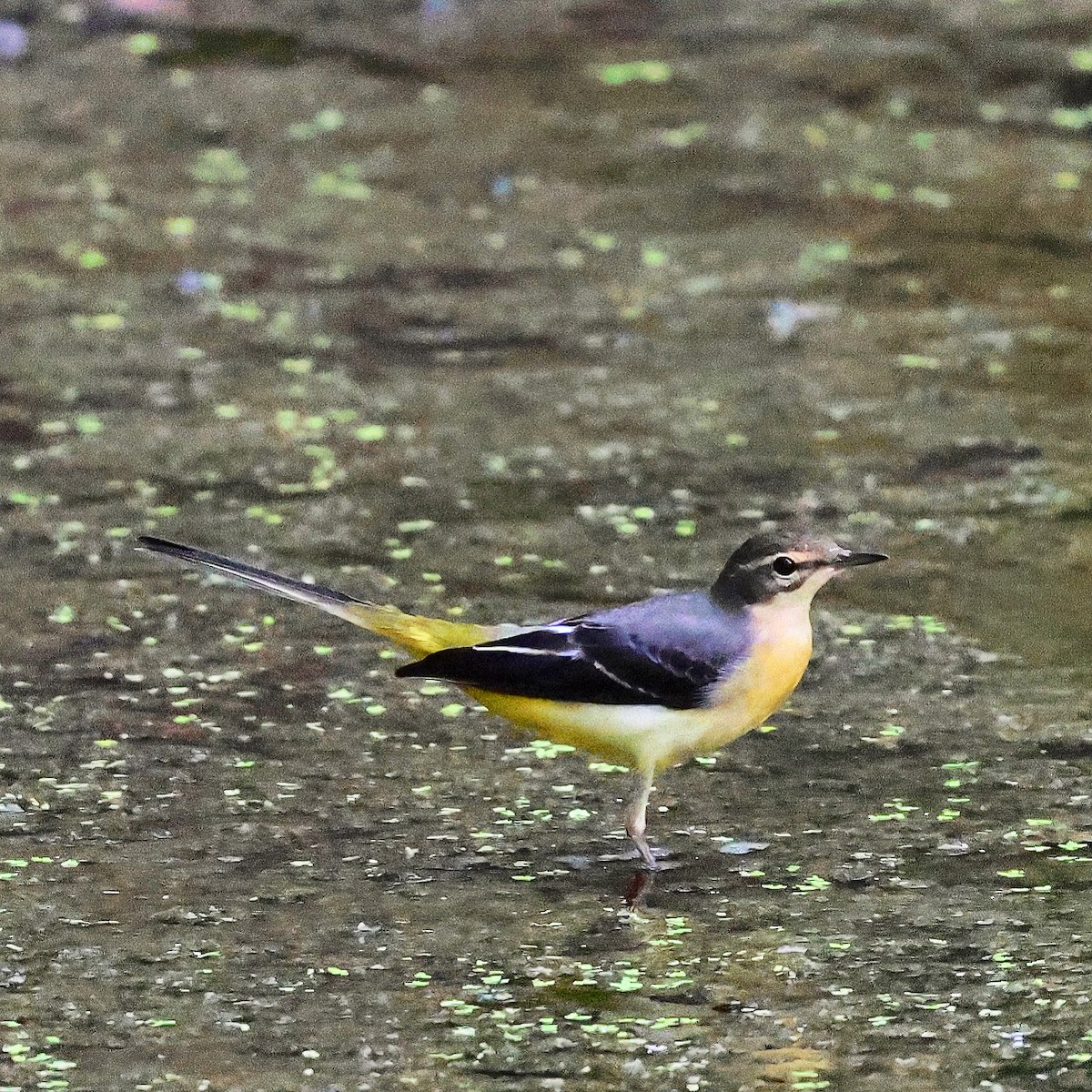 Gray Wagtail - ML623391428