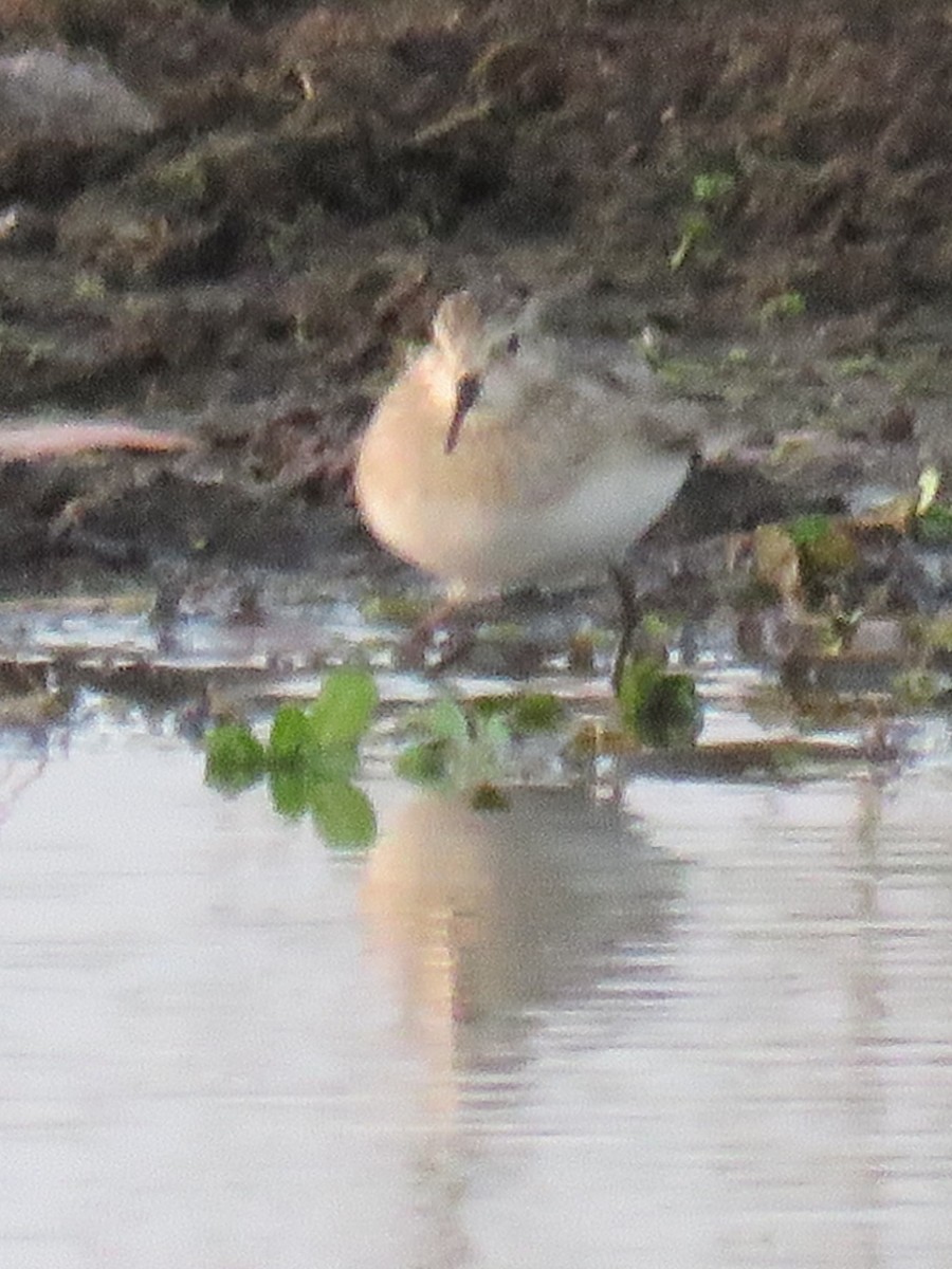 Pectoral Sandpiper - ML623391450