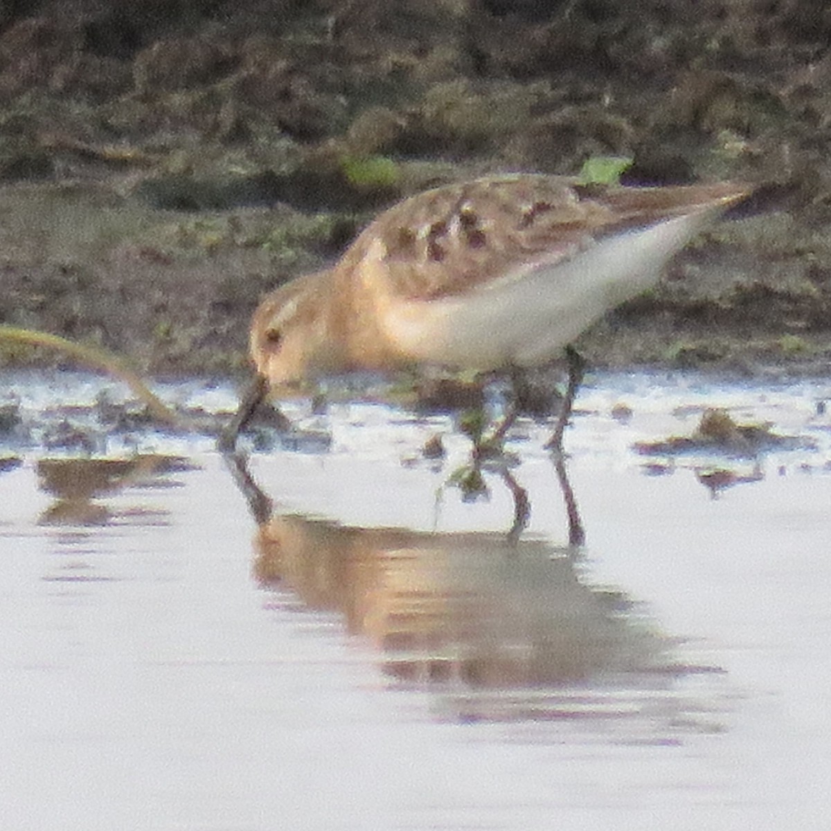 Pectoral Sandpiper - ML623391451