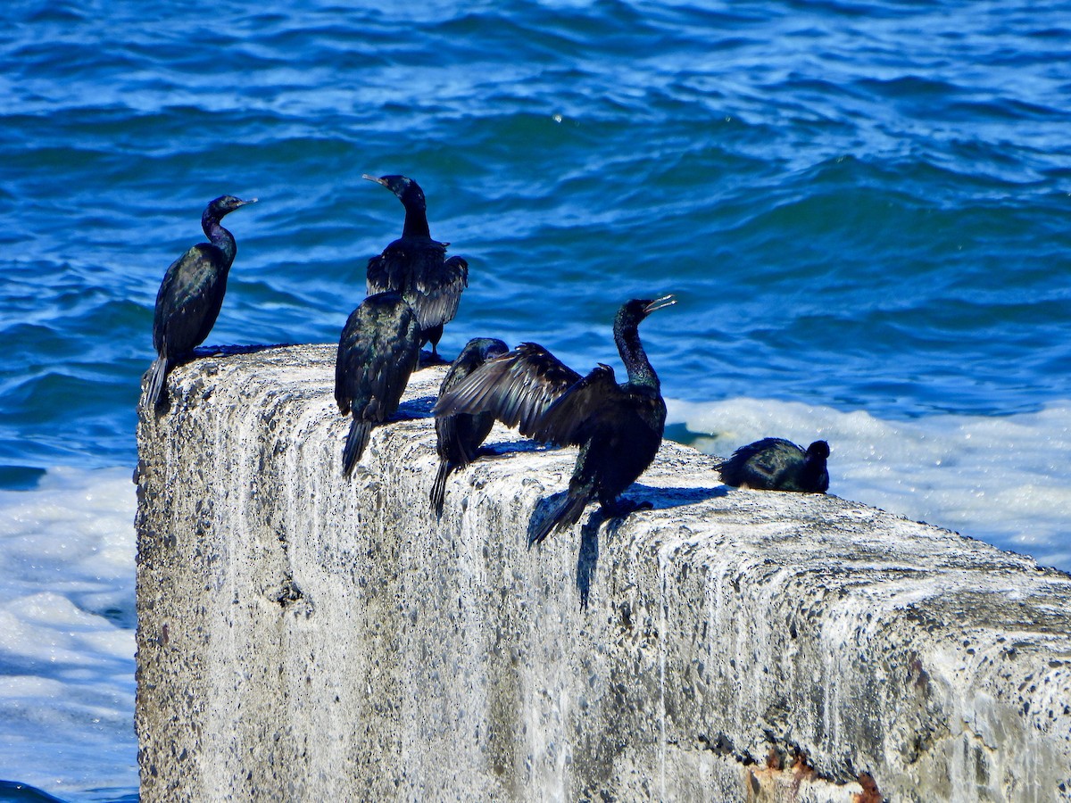 Pelagic Cormorant - ML623391452