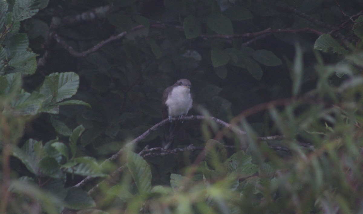 Yellow-billed Cuckoo - ML623391462