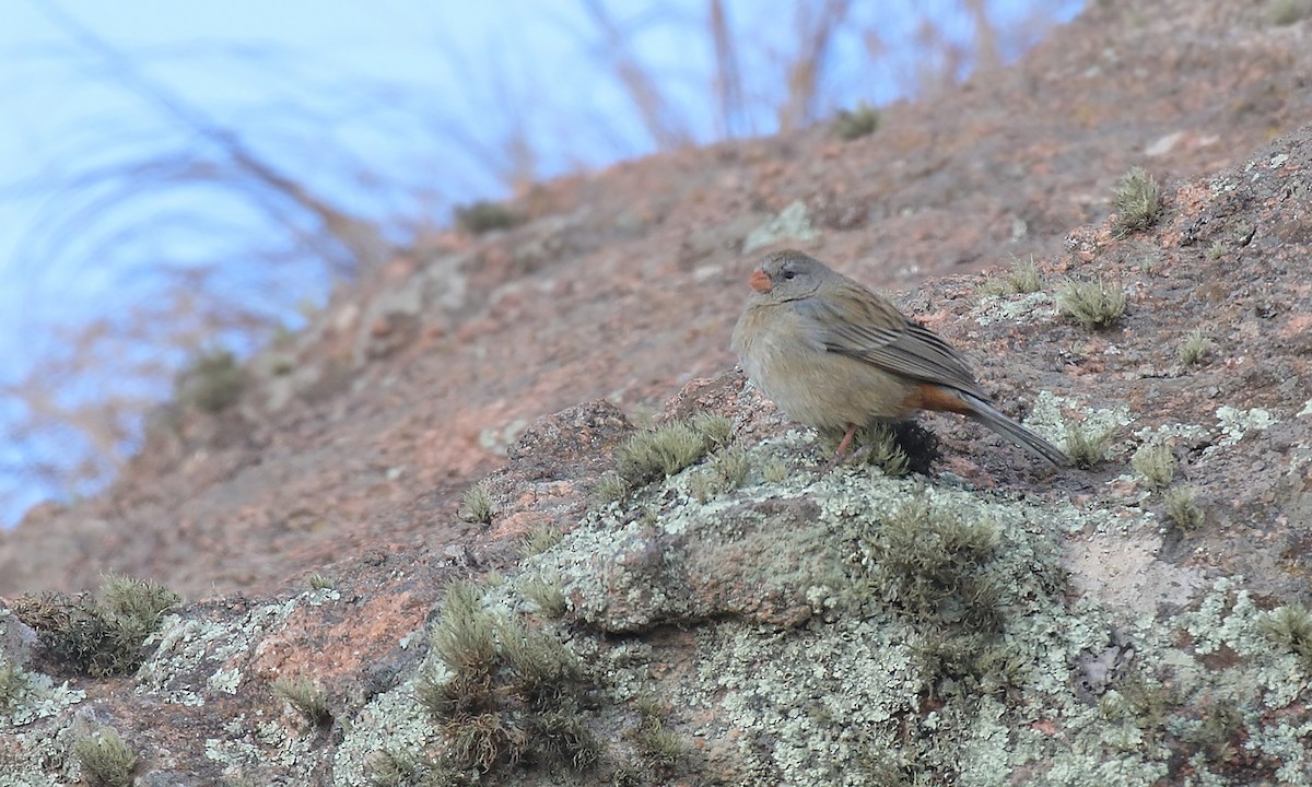 Plain-colored Seedeater - ML623391492