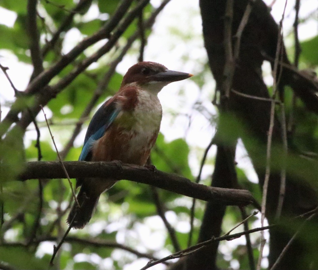 White-throated Kingfisher - Ram Veer