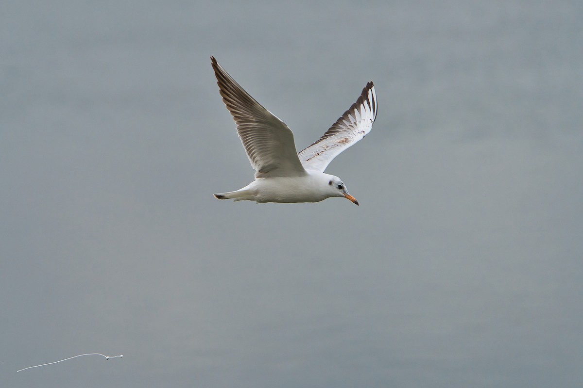 Gaviota Reidora - ML623391562